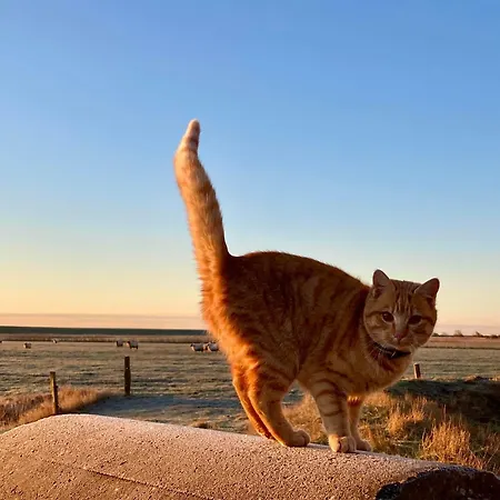 Bauernhof-steffens Tating