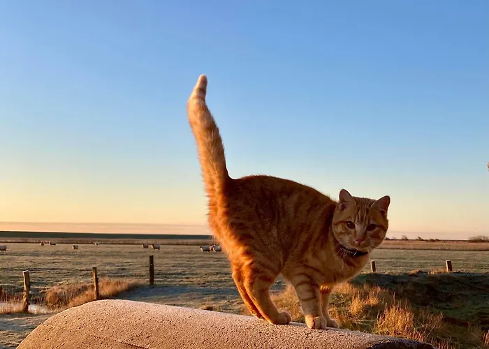 Bauernhof-steffens Tating