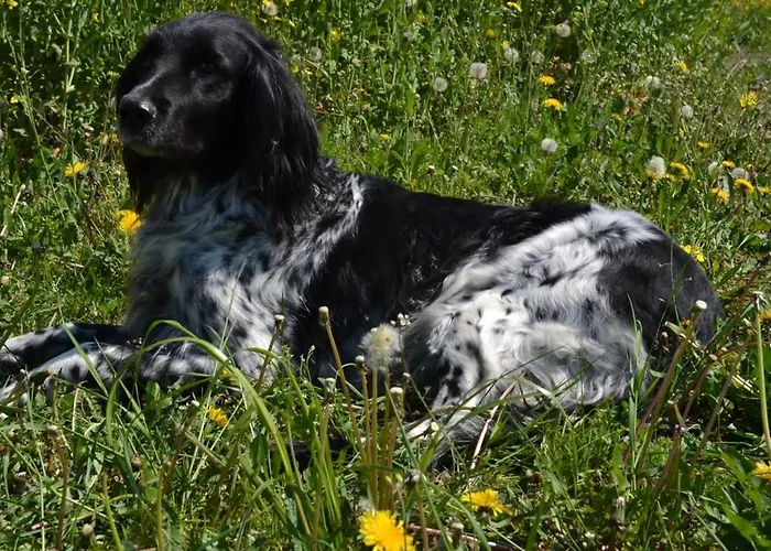 Lantgård Bauernhof-steffens