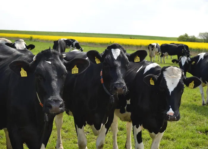 Bauernhof-steffens Tating