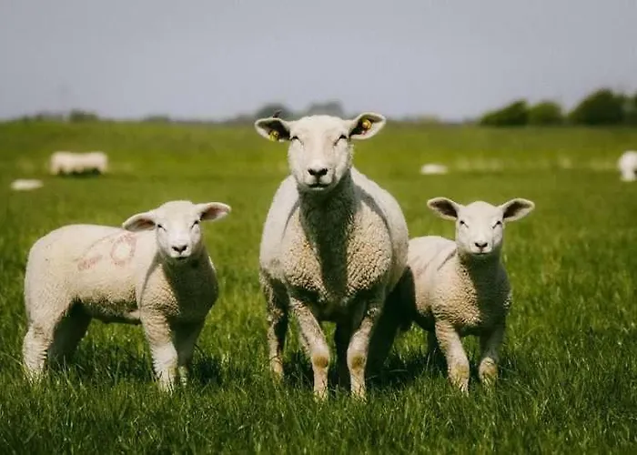 Bauernhof-steffens Tating