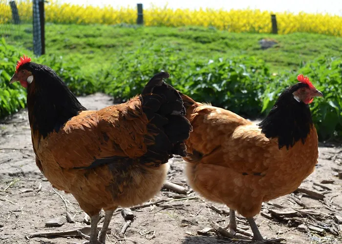 Bauernhof-steffens Lantgård Tating