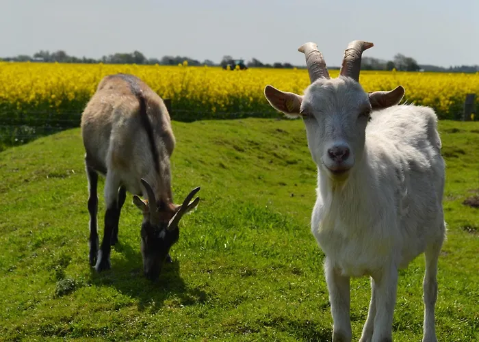 Bauernhof-steffens Lantgård