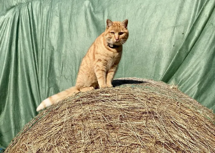 Lantgård Bauernhof-steffens